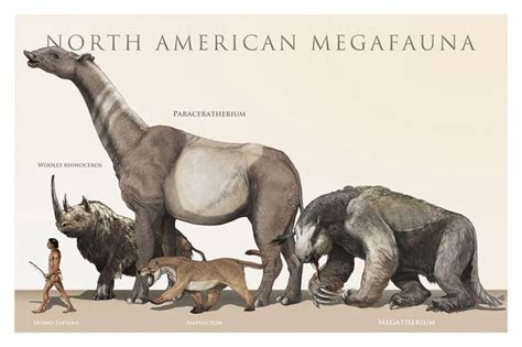 North American Megafauna…