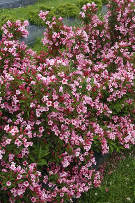 Czechmark Twopink® Weigela Florida Proven Winners