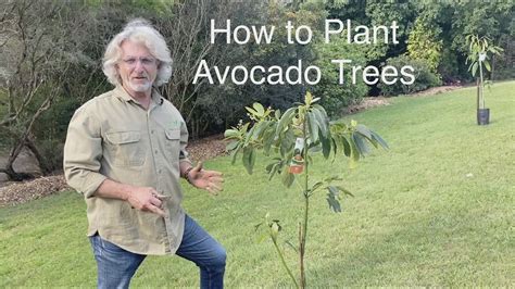 How To Plant Avocado Trees Youtube