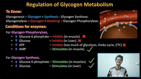 Regulation Of Glycogen Metabolism Tamil Glucose Insulinglucagonepinephrine Think