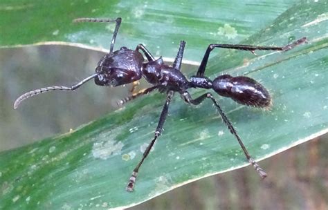 Tipos De Hormigas 10 Especies Características Y Fotos