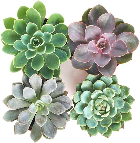 Amazon Shop Succulents Radiant Rosette Live Plants Hand