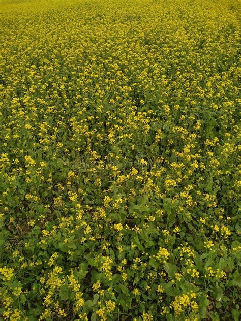 Mustard Flower Yellow Leaf Green Natural Fress Growth Shining Beautiful