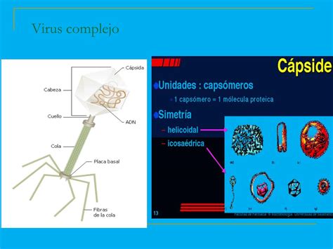 Ppt Virus Powerpoint Presentation Free Download Id6167200