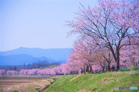 北浅羽桜堤公園 By Syuusaku （id：8540610） 写真共有サイトphotohito