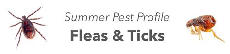 Summer Pest Profile Fleas And Ticks Agserv Pest Control Supplies