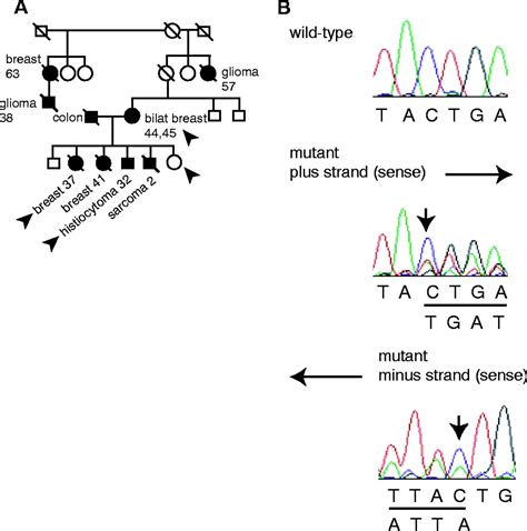 Heterozygous Germ Line Hchk Mutations In Li Fraumeni Syndrome Science