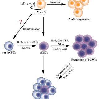 Schematic Representation Of Mammary Stem Cell Masc Expansion Breast