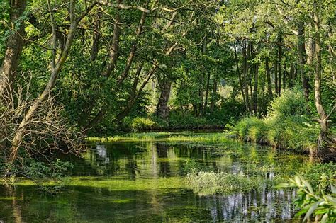 Top 116 Caracteristicas De Los Ecosistemas Flora Y Fauna Anmb Mx