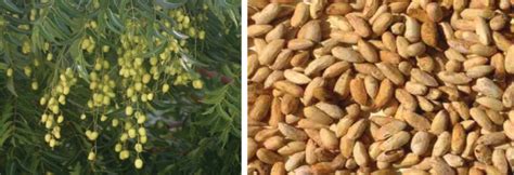 (a) Neem (Azadirachta indica) tree, (b) Neem Fruit (Azadirachta indica ...