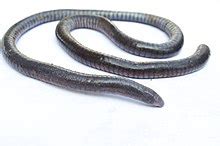 Caecilian - Wikipedia