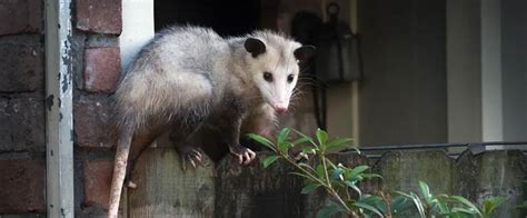 5 Easy DIY Possum Deterrents For Your Home & Garden - Humane Possum Removal Sydney