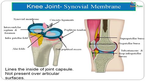 Knee Joint Youtube