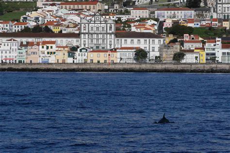 Azores : Blue Easter – Biosphere Expeditions: blogs from the frontline