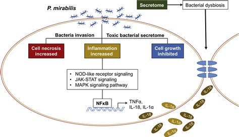 Elucidation Of Proteus Mirabilis As A Key Bacterium In Crohns Disease