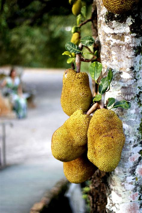 30 Surprising Pics That Show How Food Looks Before It’s Harvested ...