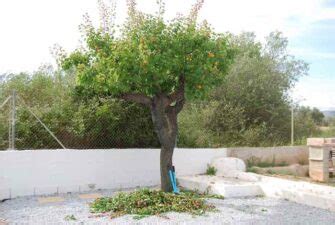 Pruning Apricot Trees: When, Why, and How - Minneopa Orchards