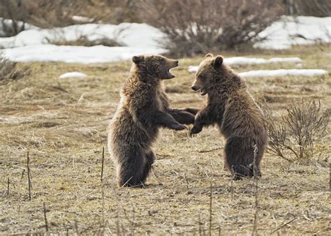 Styg Legal Update Save The Yellowstone Grizzly