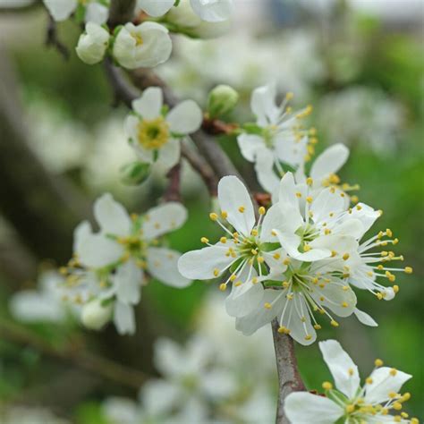 Prunus Domestica Ssp Domestica