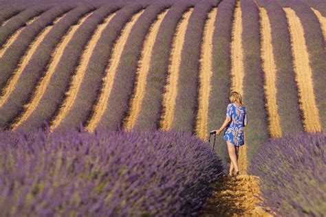 Provence Lavender, Where + When to Visit for Lavender Fields in France