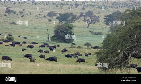 Wild Living Buffalo In Kenyan Savanna Stock Photo Alamy