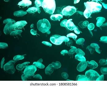 Closeup Sea Moon Jellyfish Translucent Blue Stock Photo