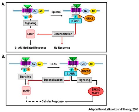 Adrenergic Receptor Signaling Pathway