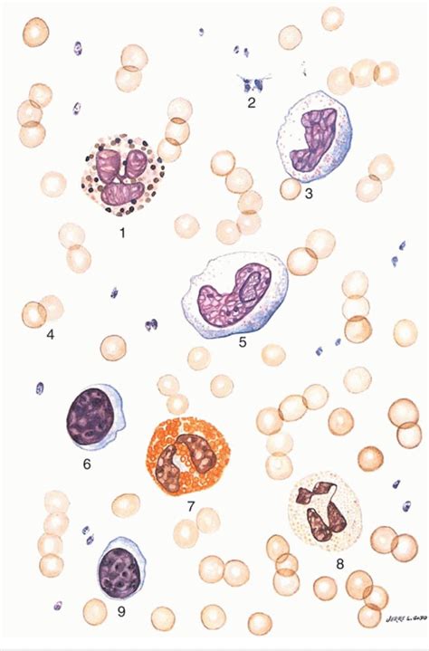 Blood Cells Diagram Quizlet