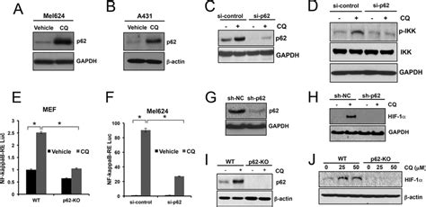 P Is Required For Cq Induced Nf B Activation A And B Immunoblot