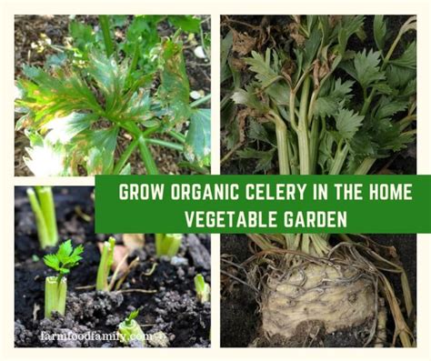 Grow Organic Celery in the Home Vegetable Garden - FarmFoodFamily