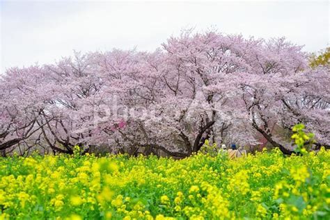 菜の花と桜の競演 No 23790225｜写真素材なら「写真ac」無料（フリー）ダウンロードok