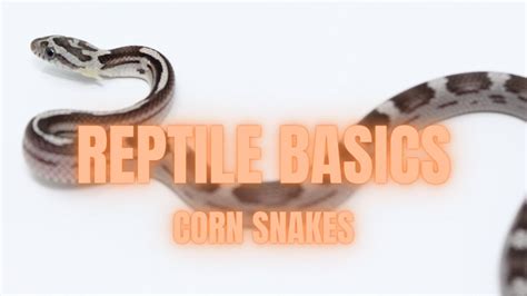 Reptile Basics How To Care For A Corn Snake Youtube