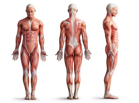 Sistema Musculoesquel Tico Descubre La Estructura Y Funci N De Los