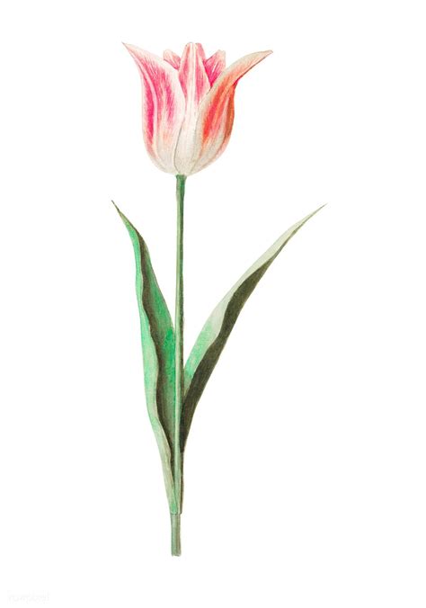 A Pink And White Tulip With Green Stems