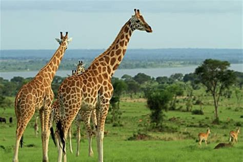 T Gige Safari Mit Primaten Und Akagera Nationalpark In Ruanda