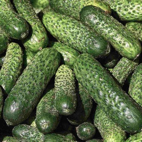 castraveti produs  bihor