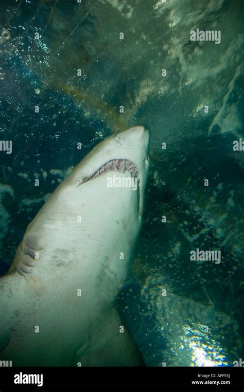 Carcharias Taurus Grey Nurse Shark Queensland Australia Stock Photo Alamy