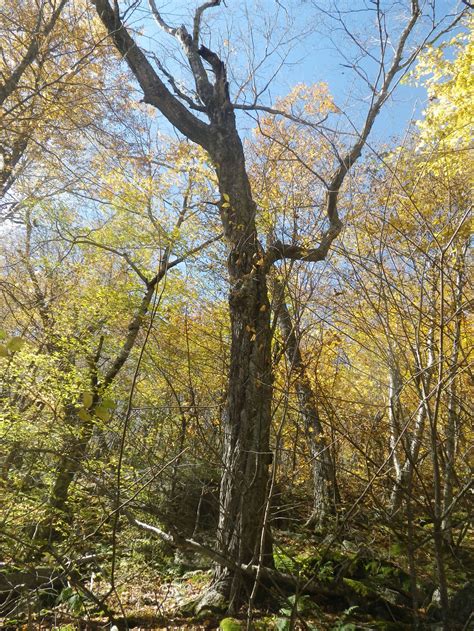 Big Indian Wilderness — Old-Growth Forest Network