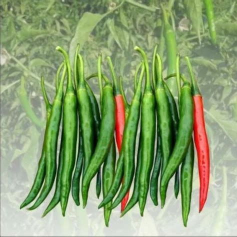 Dark Green F1 Hybrid Hot Pepper IHS 456 Packaging Type Packet Packaging Size 10 Gm At Rs 350