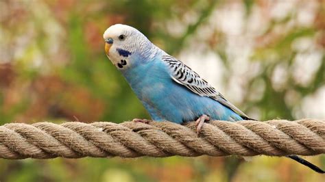 Budgie Names (1300+ Cute & Popular Male & Female Ideas)