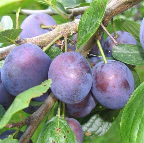 Prunus Domestica Opal Pruimenboom Liter Pot Bol