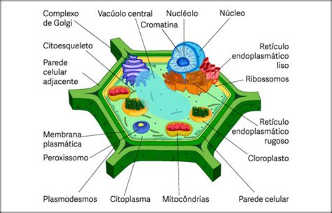 Organelas Da Célula Vegetal E Suas Funções