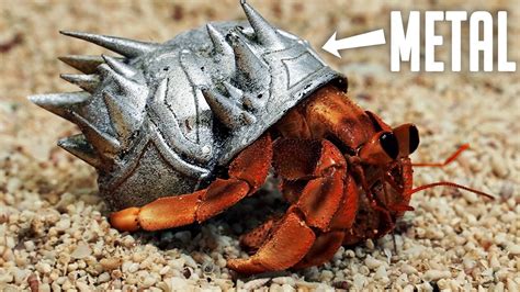 Making A Metal Armor Shell For A Hermit Crab