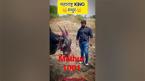 Mathur 1001👑🔥🦁rahul Dada Patil🔥 Bailgada Bailgadasharyat Rahulpatil