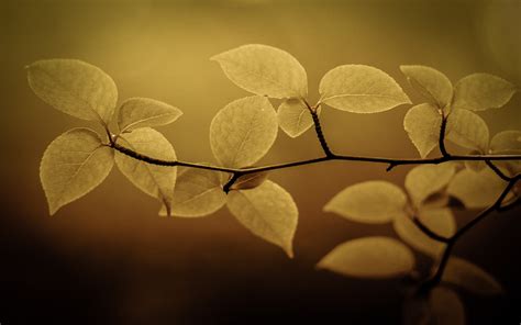 Wallpaper Sunlight Leaves Nature Branch Yellow Morning Circle