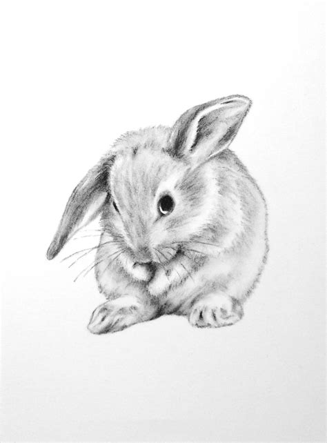 Bunny Rabbit Sketch at PaintingValley.com | Explore collection of Bunny ...