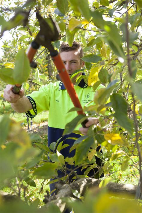 Pruning Apple Trees APAL 214 Apple And Pear Australia Ltd Flickr