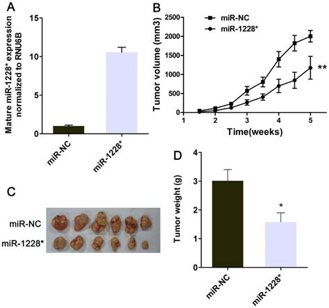 MiR 1228 Restoration Inhibits Xenograft Tumor Formation Of Gastric