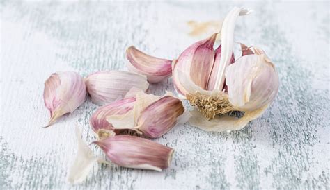 Growing LOADS of Garlic at Home – Red Hot Seeds
