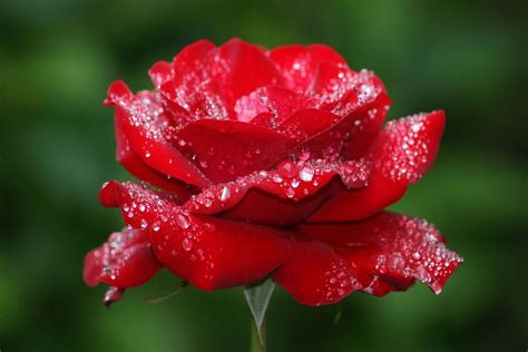 Rose Flowers Images Hd Wallpapers | Best Flower Site